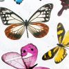 Butterflies - Wall Decals Stickers Appliques Home Decor - HEMU-HL-920