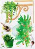 Ivy Garden - Large Wall Decals Stickers Appliques Home Decor - HEMU-HL-5613